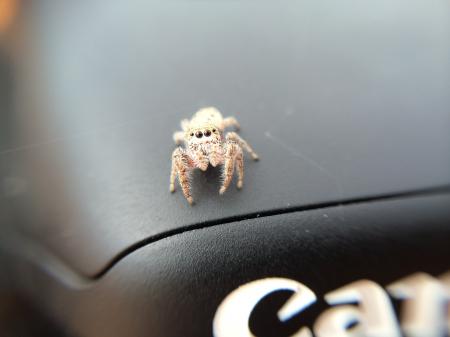 Curious Jumping Spider