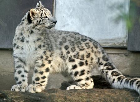 Curious leopard