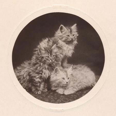 Cute Antique Kittens - Circa 1908