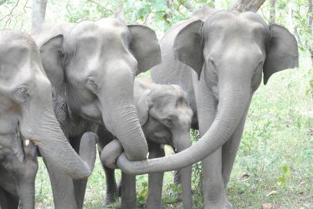 Cute Baby Elephant With Family