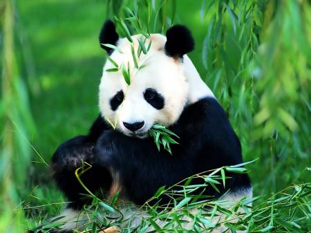 Cute Panda