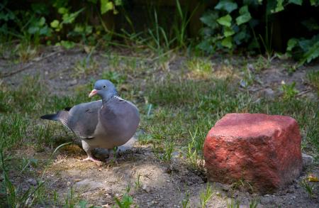 Cute Pigeon