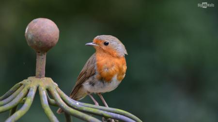 Cute Robin