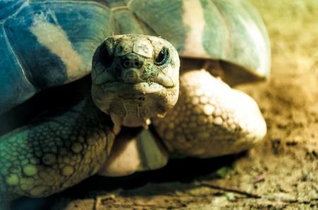 Cute Sea Turtle face