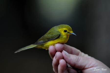 Cute Warbler