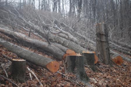 Cutting Trees