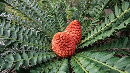 Cycad