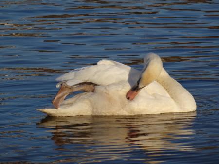 Cygnus olor at Blue Wonder Dresden