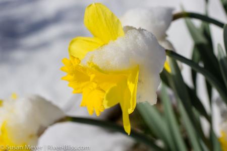 Daffodils