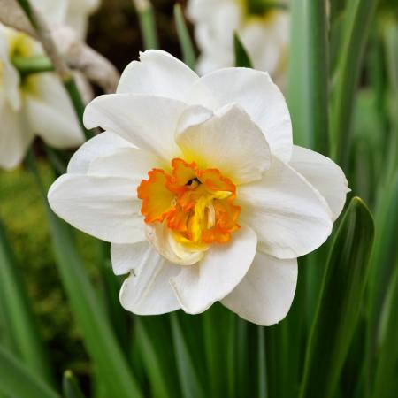 White Daffodils