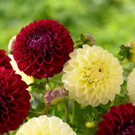 Dahlia Flower