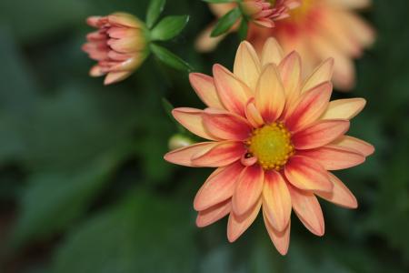 Dahlia Hortensis