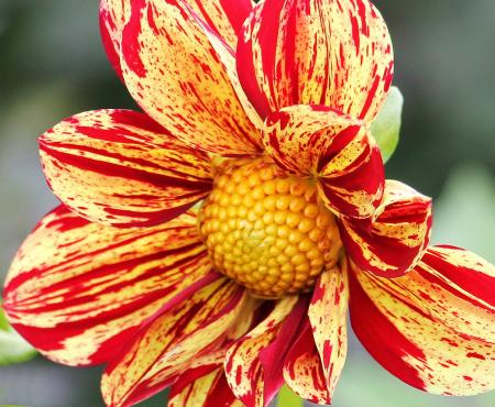 Dahlia in the Garden