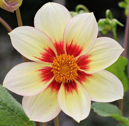 Dahlia in the Garden