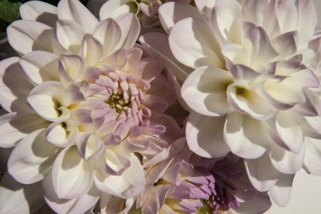 Dahlias in the Garden