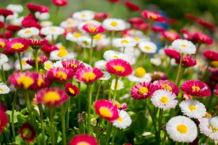 Daisies in the Garden