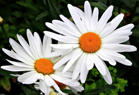 Daisies in the Garden