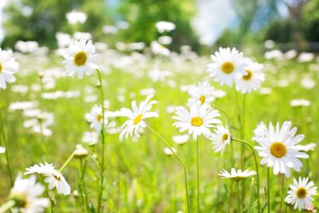 Daisies in the Garden