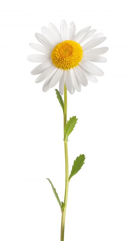 Flower - Daisy