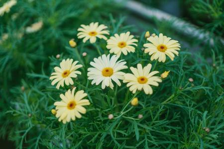 Daisy Flower Surrounded by Grass