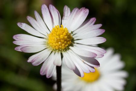 Daisy in the Garden