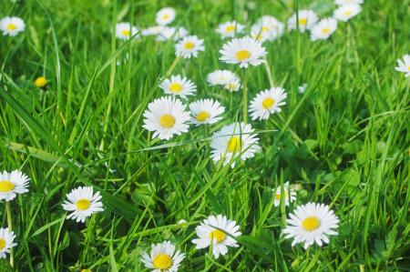 Daisy Meadow