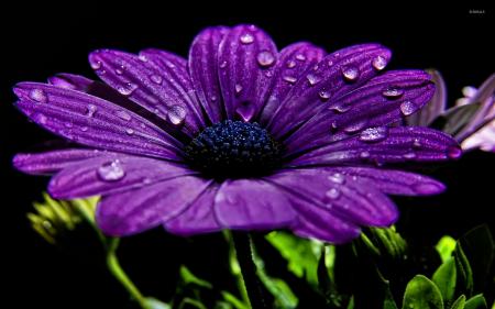 Daisy purple flower