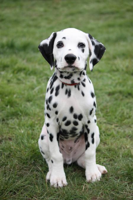 Dalmatian Dog