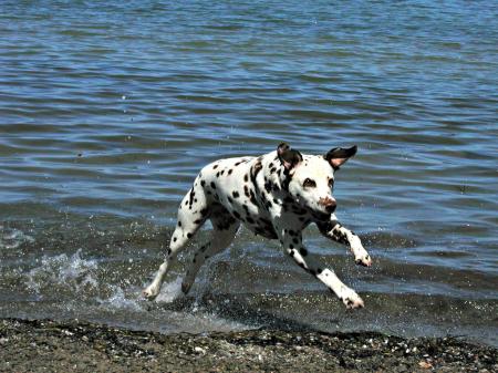 Dalmatian Dog