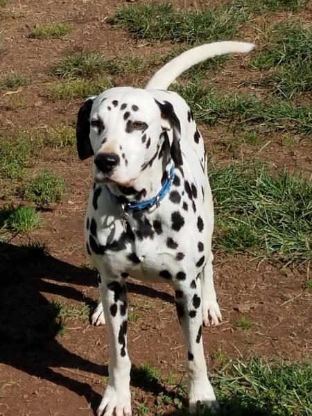 Dalmatian Pet