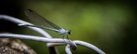 Damselfly