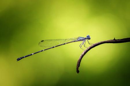 Damselfly