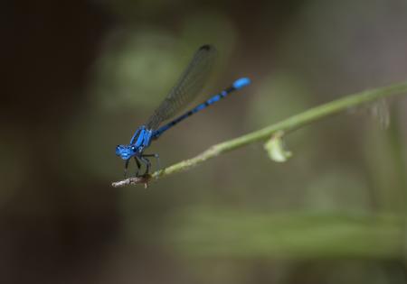 Damselfly on the Plant