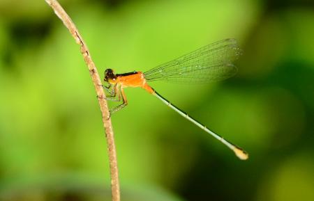 Damselfly Upclose