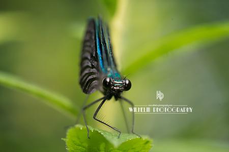 Ebony Jewelwing Damselfly