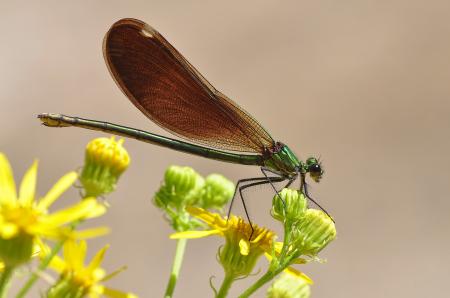 Damselfy on the Flowers