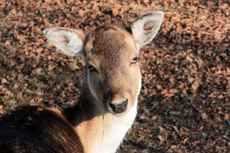 Damtiere in the Zoo