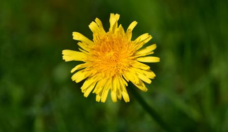 Dandelion