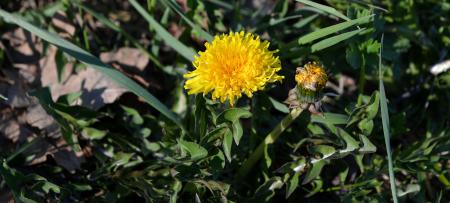 Dandelion