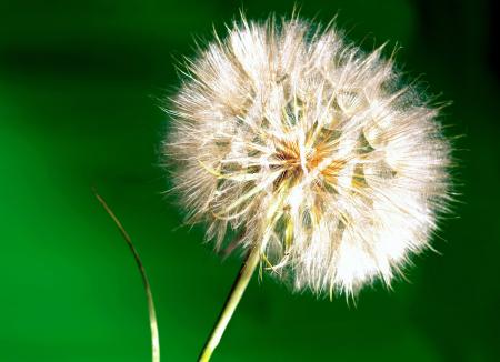 Dandelion