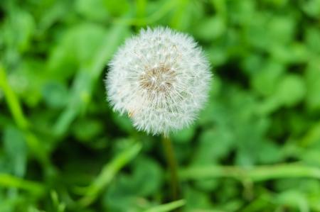 Dandelion