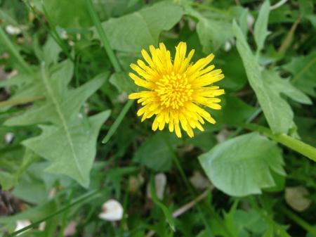 Dandelions
