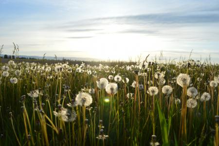 Silky Dandelion
