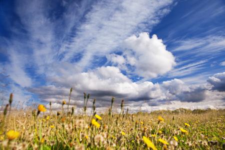 dandelion field