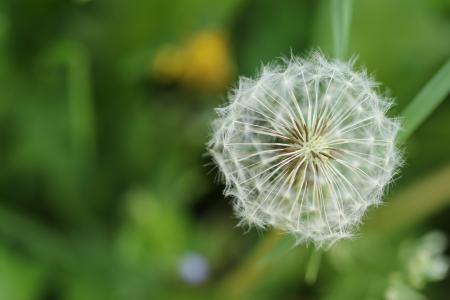 Dandelion Flower