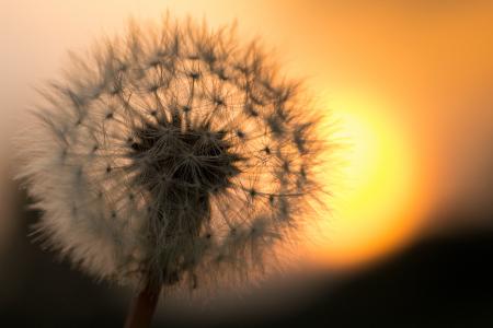 Macro Dandelion