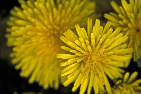 Macro Dandelion