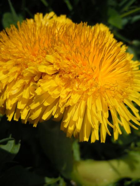 Dandelion Flower