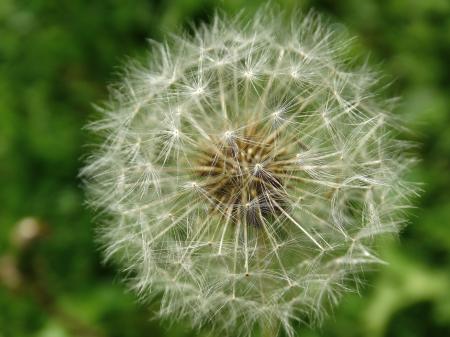 Dandelion Flower