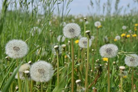 Dandelion Macro